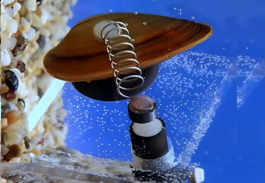 Almejas| Integración de sistemas | Cloud Studio