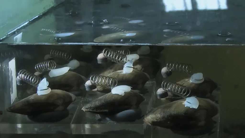 Almejas purificadoras | Integración de sistemas | Mejores soluciones IoT