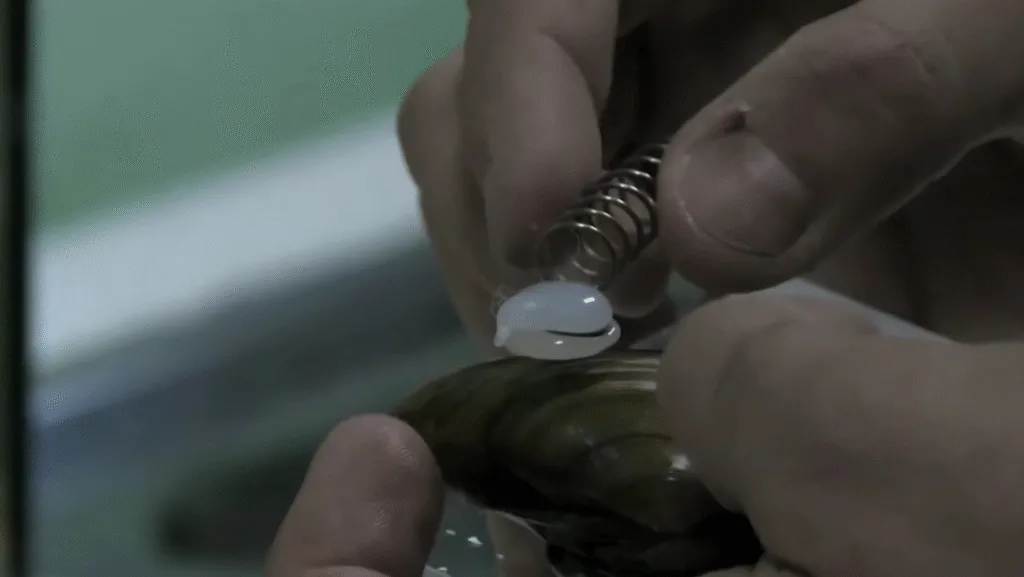 Configuración de almejas | Integración de sistemas | Plataforma basada en la nube